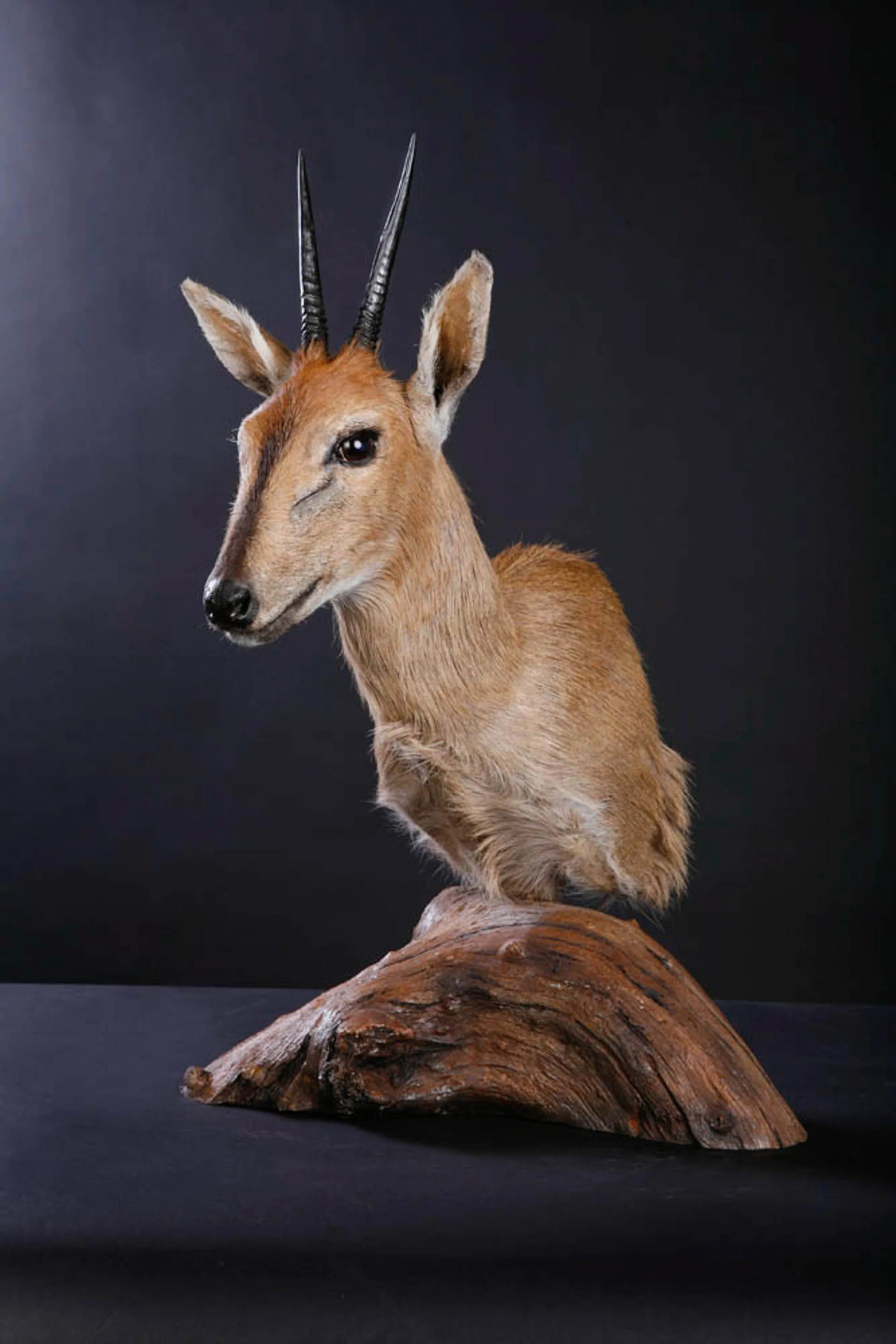Duiker Pedestal (2) Pedestal Mount — Highveld Taxidermists